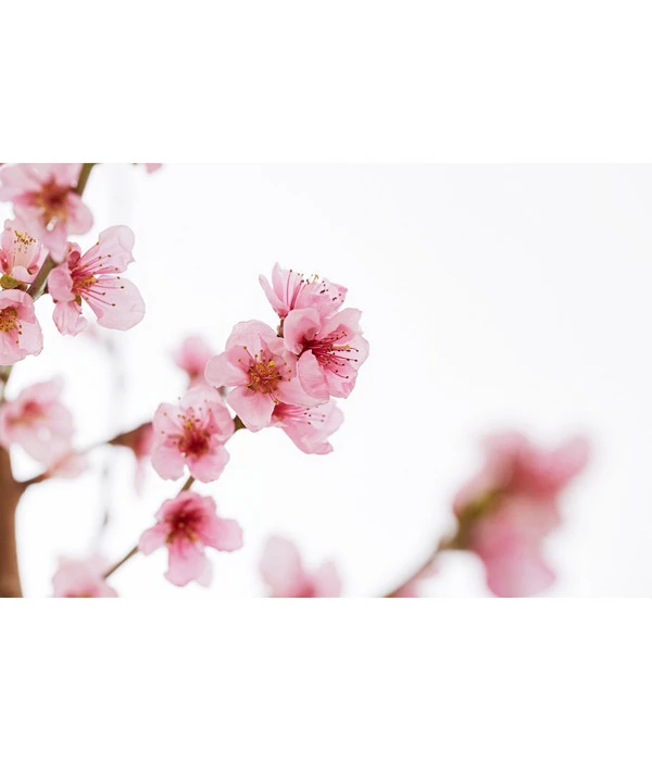 Gelbfleischiger Pfirsich – Bild 3