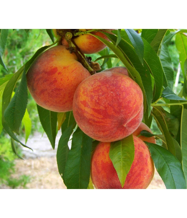 Gelbfleischiger Pfirsich – Bild 4