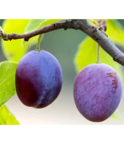 Zwetschge 'Presenta'