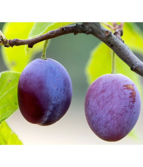 Zwetschge 'Presenta'