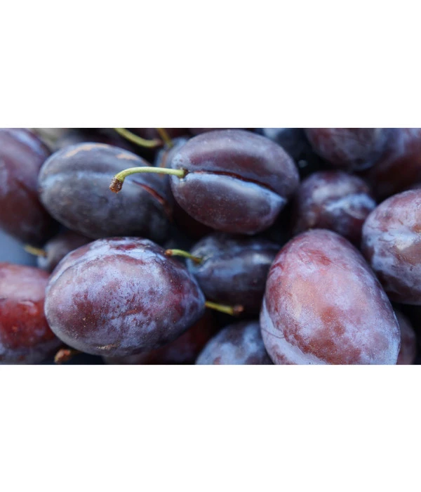 Zwetschge 'Presenta' – Bild 2