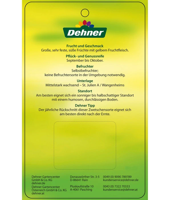 Zwetschge 'Presenta' – Bild 4