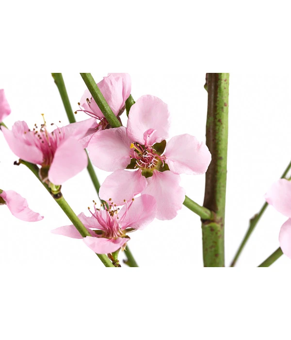 Säulenpfirsich 'Aida' – Bild 3