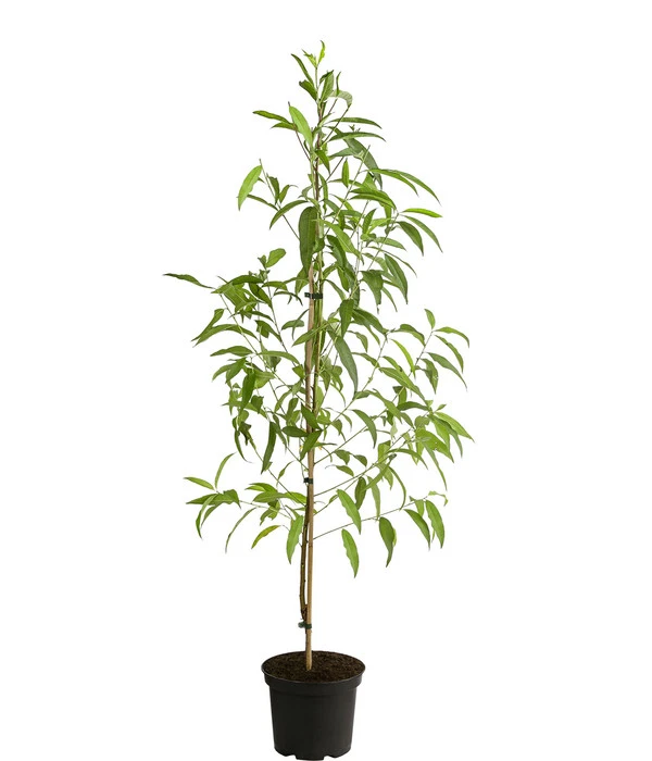 Tellerpfirsich 'Sugar Baby' – Bild 2