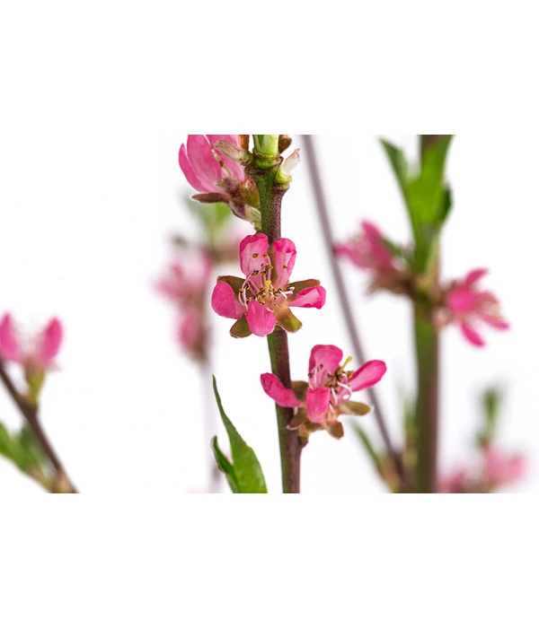 Tellerpfirsich 'Sugar Baby' – Bild 6