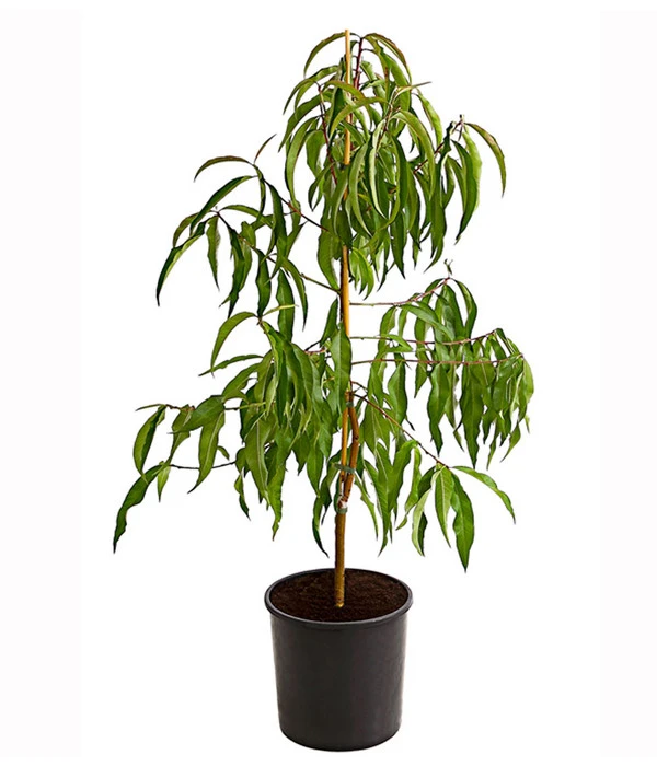 Dehner Tellerpfirsich – Bild 2