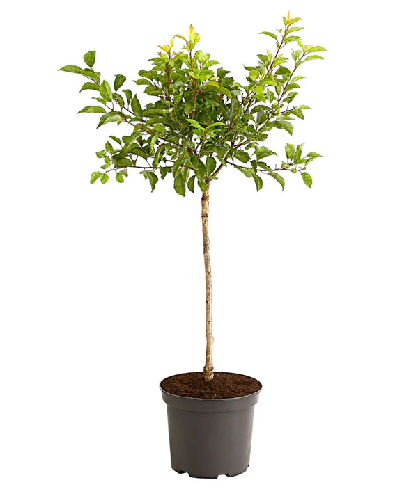 Rotfleischige Aprikose 'Violet' – Bild 2