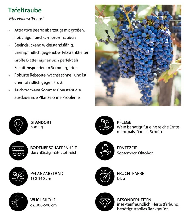 Tafeltraube 'Venus' – Bild 3