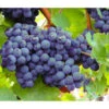 Dehner Gourmet Garten Tafeltraube 'Muscat Blue'