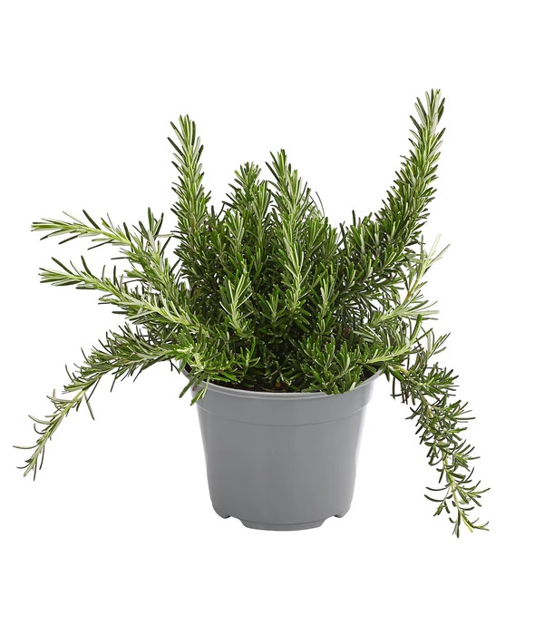 Dehner Gourmet Garten Hänge-Rosmarin