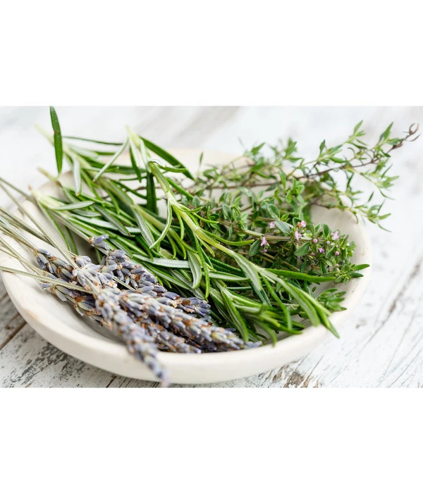 Dehner Gourmet Garten Hänge-Rosmarin – Bild 3