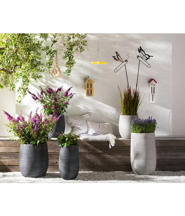 Dehner Gourmet Garten Strauchbasilikum 'Magic Blue' – Bild 2