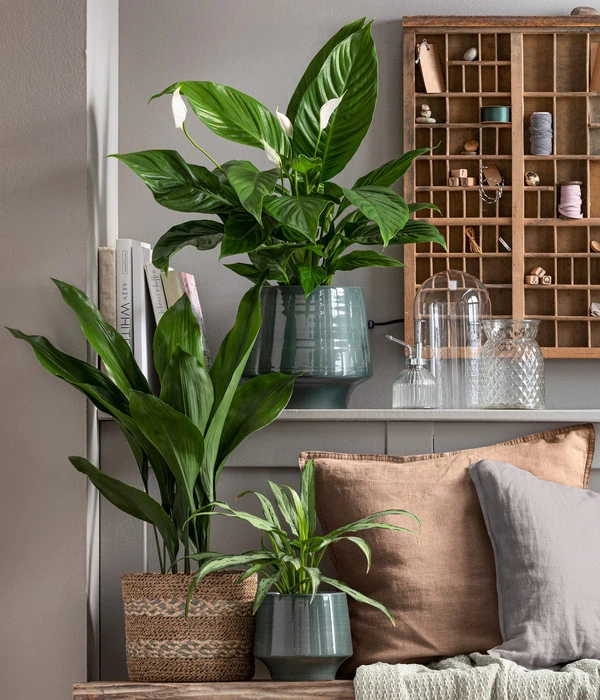 Dehner Keramik-Übertopf Elsa, Bauchig, Türkis – Bild 5