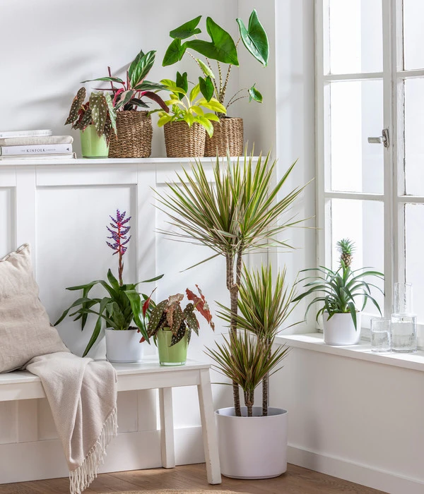 Dehner Glas-Übertopf, Konisch, Ca. Ø13 Cm – Bild 2