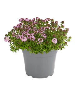 Dehner Gourmet Garten Bergbohnenkraut