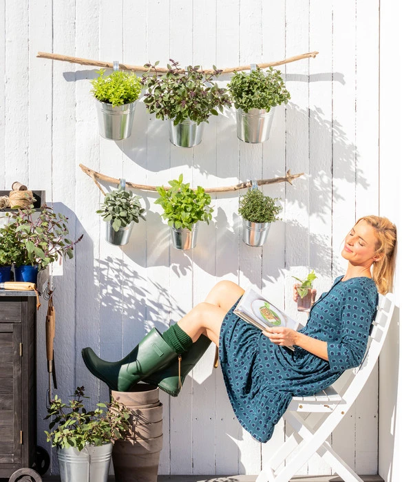 Dehner Gourmet Garten Strauchbasilikum 'Magic Blue' – Bild 3