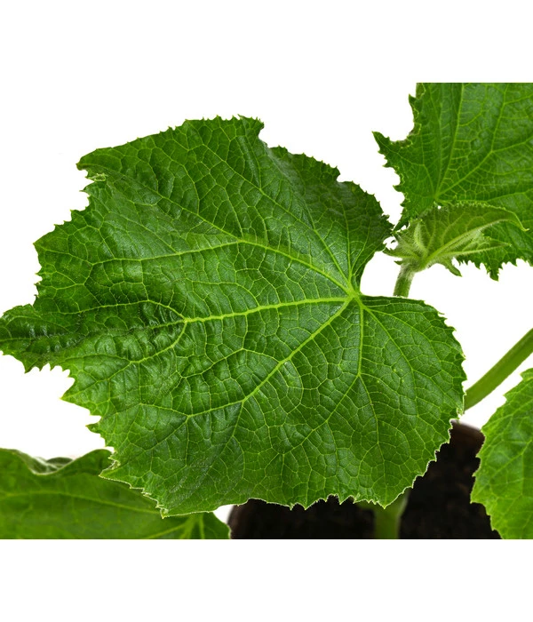 Bio Schlangengurke Im Pottburri®-Topf – Bild 3