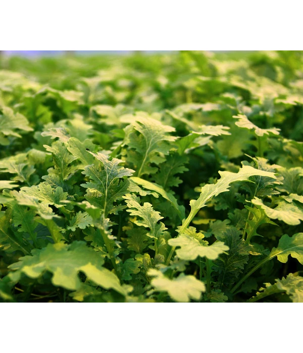 Bio Wasabi Rauke Im Pottburri®-Topf – Bild 2