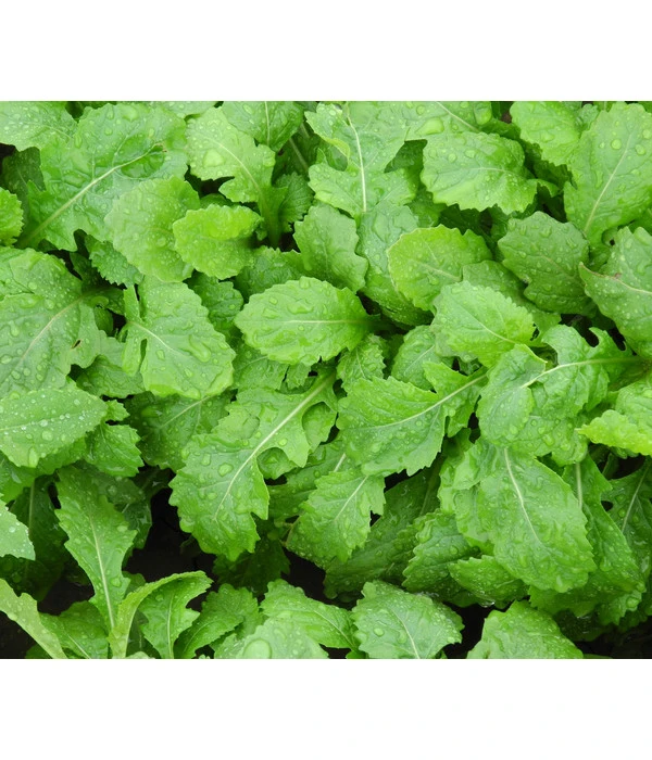 Bio Wasabi Rauke Im Pottburri®-Topf – Bild 4