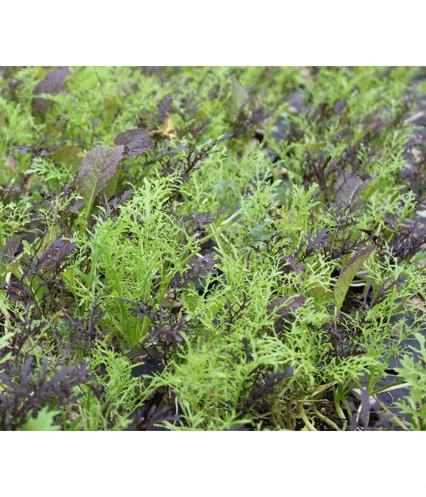 Bio Asia Wildkräuter Im Pottburri®-Topf – Bild 2