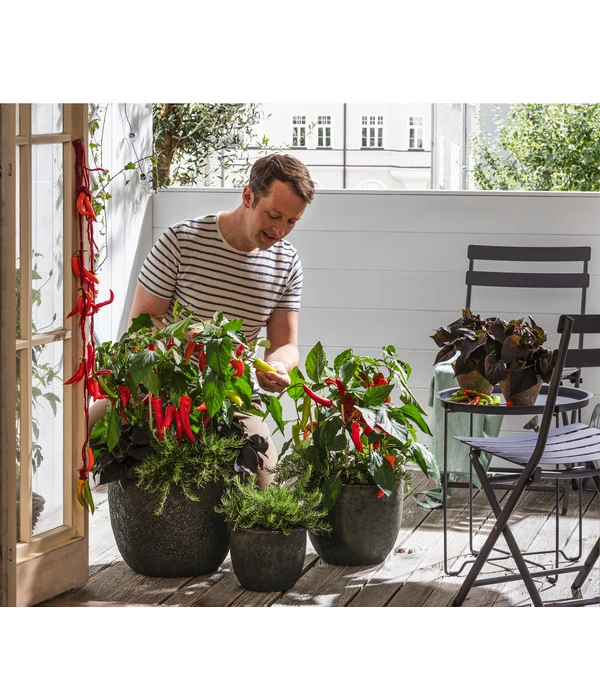Dehner Gourmet Garten Hänge-Rosmarin – Bild 2