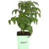 GREENBAR® Naschtomate