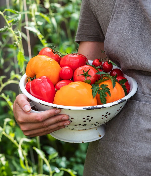 Tomate 'Garance' – Bild 5